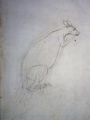 Набросок кенгуру, [Сидней Паркинсон](https://en.wikipedia.org/wiki/Sydney_Parkinson), 1770