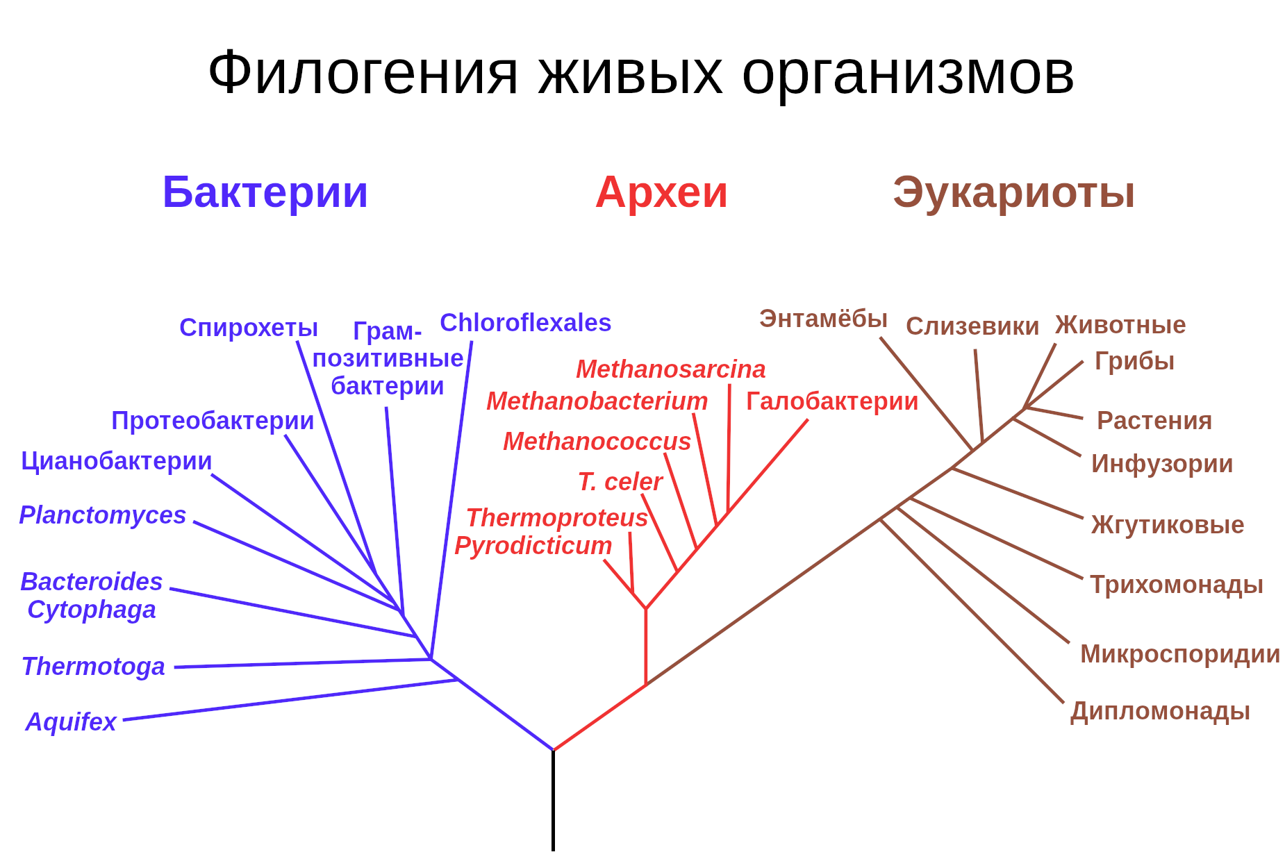 Так выглядело дерево жизни до открытия роли ГПГ в эволюции.